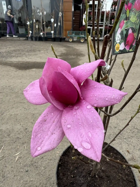 magnolia-pink-piramid3-floravi.pl