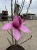 magnolia-pink-piramid4-floravi.pl