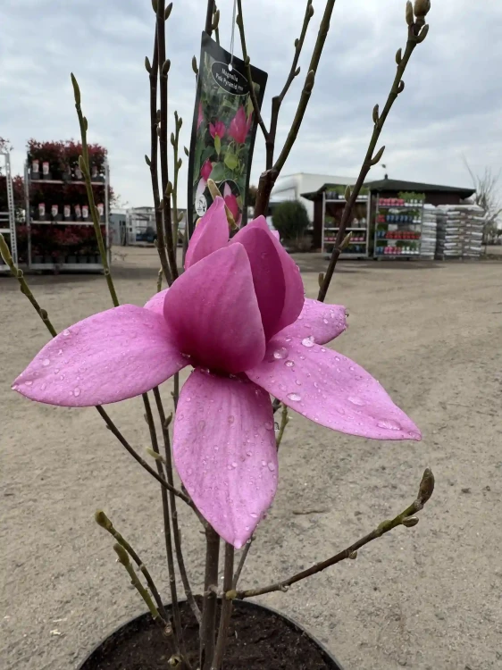 magnolia-pink-piramid4-floravi.pl