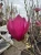 magnolia-pink-piramid5-floravi.pl