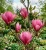 magnolia-pink-piramid1-floravi.pl
