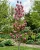 magnolia-pink-piramid2-floravi.pl