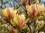 magnolia-sunsation1-floravi.pl