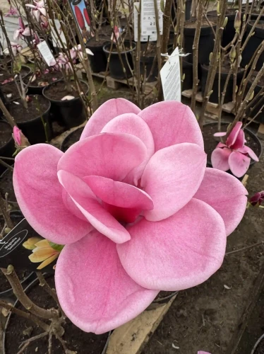 Magnolia-Watermelon2-floravi.pl