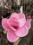 Magnolia-Watermelon2-floravi.pl