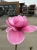 Magnolia-Watermelon3-floravi.pl