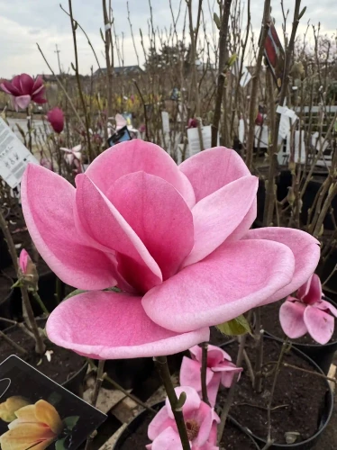 Magnolia-Watermelon1-floravi.pl