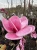 Magnolia-Watermelon1-floravi.pl