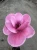 Magnolia-Watermelon4-floravi.pl
