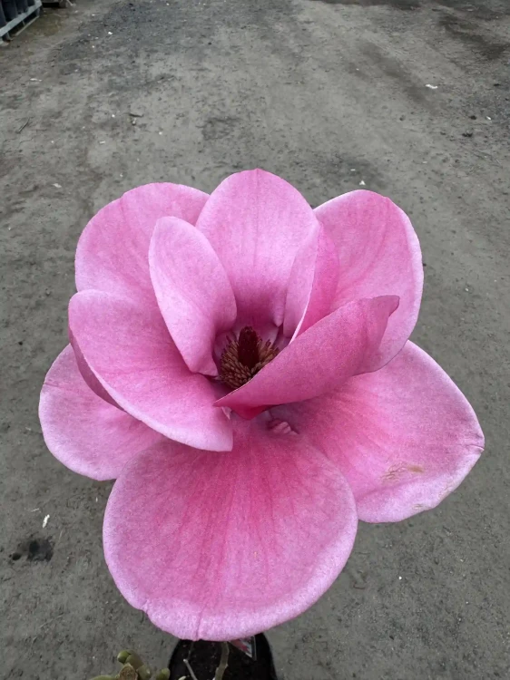 Magnolia-Watermelon4-floravi.pl