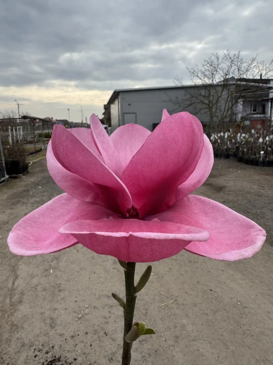 Magnolia-Watermelon5-floravi.pl