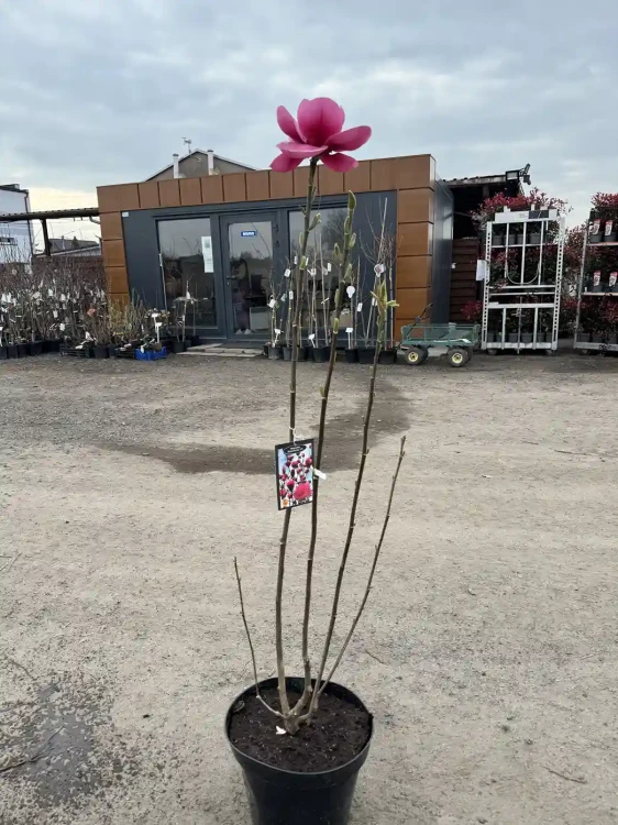 Magnolia-Watermelon6-floravi.pl