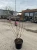 Magnolia-Ian-s-red3-floravi.pl