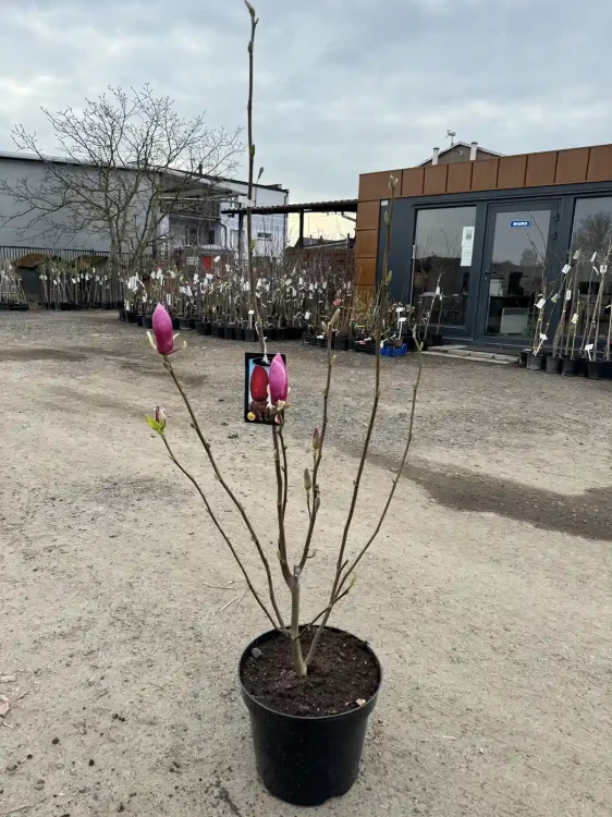 Magnolia-Ian-s-red3-floravi.pl