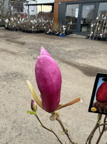 Magnolia-Ian-s-red2-floravi.pl